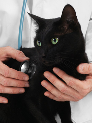 middletown pet vaccines